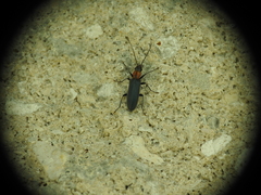 Oedemeridae