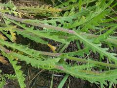 Nidorella pinnata