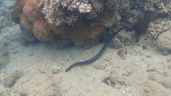 Emydocephalus annulatus