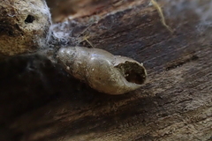 Cochlicopa lubrica