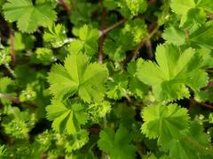 Alchemilla cryptantha