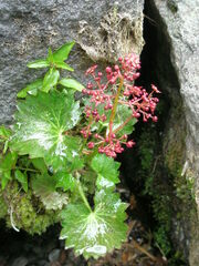 Micranthes nelsoniana