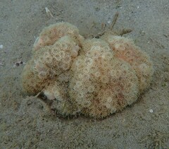 Duncanopsammia peltata