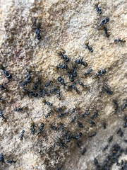 Camponotus aeneopilosus