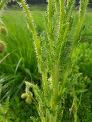 Papaver aculeatum