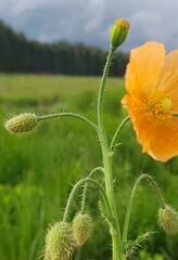 Papaver aculeatum
