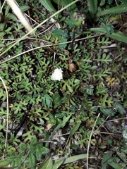 Leptinella pyrethrifolia