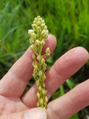 Albuca virens virens