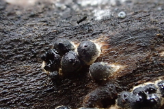 Rosellinia