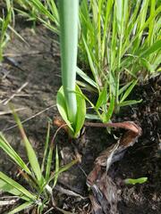 Albuca virens virens