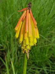 Kniphofia fluviatilis