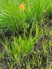 Kniphofia fluviatilis