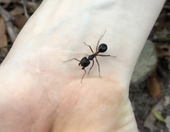 Camponotus intrepidus