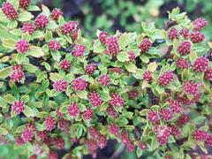 Myrothamnus flabellifolius