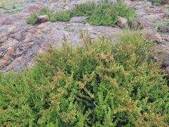 Myrothamnus flabellifolius