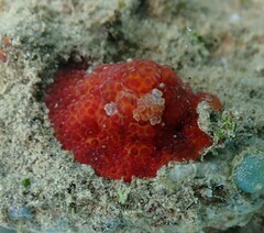 Alicia pretiosa