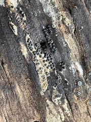 Rosellinia