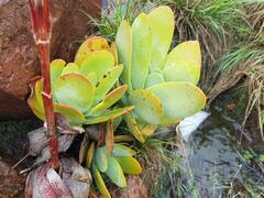 Kalanchoe thyrsiflora