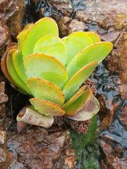 Kalanchoe thyrsiflora