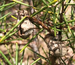 Hakea rugosa