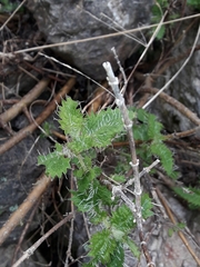 Urtica ferox