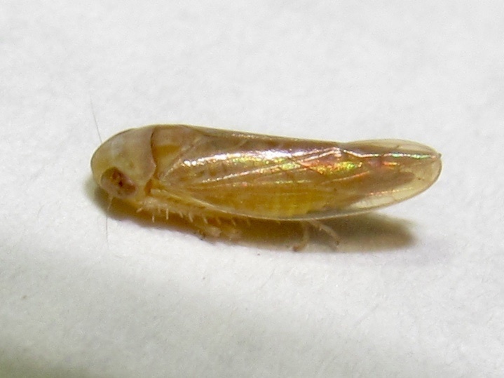 Eutettix variabilis