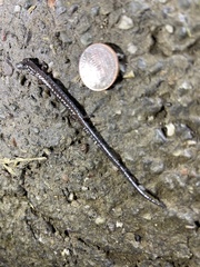 Batrachoseps attenuatus