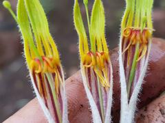 Agelanthus natalitius zeyheri
