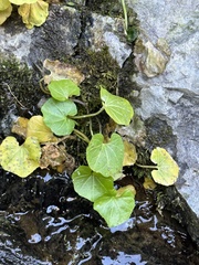 Oxyria digyna