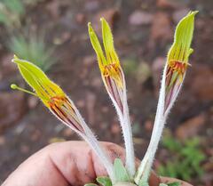 Agelanthus natalitius zeyheri