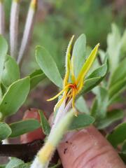 Agelanthus natalitius zeyheri