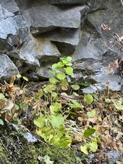 Oxyria digyna