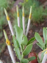 Agelanthus natalitius zeyheri