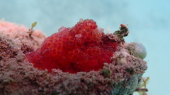 Alicia pretiosa