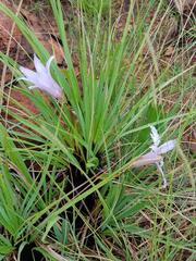 Xerophyta retinervis