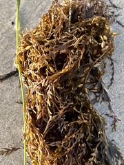Sargassum horneri