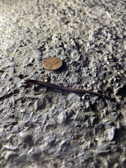 Batrachoseps attenuatus