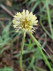 Cyperus cristatus