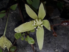 Clematis forsteri