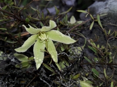 Clematis forsteri