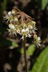 Micranthes sachalinensis
