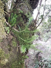 Phlegmariurus