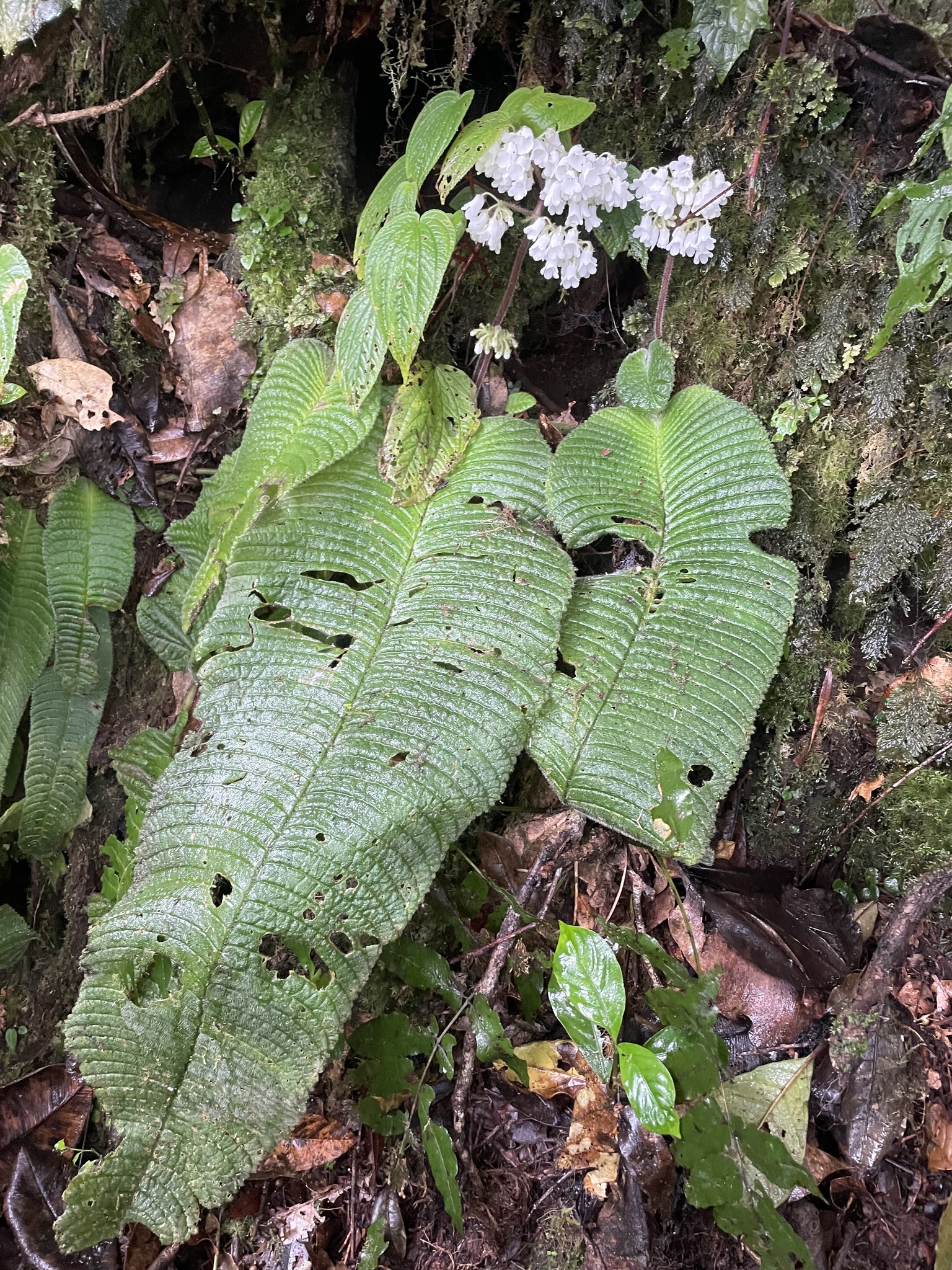 Streptocarpus burttianus