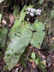 Image of Streptocarpus burttianus