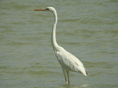 Ardea herodias occidentalis