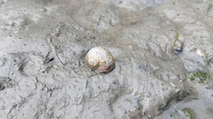 Amphibola crenata
