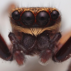 Trite auricoma