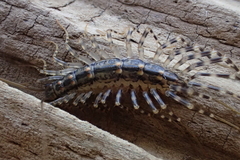 Scutigeridae