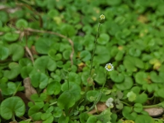 Erigeron bellioides