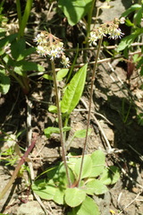 Micranthes sachalinensis